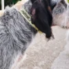 AMV DOGS hondenhalsband Referentie: COLLIERCHIENH26