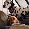 AMV DOGS hondenhalsband Referentie: COLLIERCHIENH26