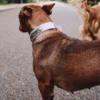 AMV DOGS hondenhalsband Referentie: COLLIERCHIENH26