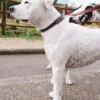 AMV DOGS hondenhalsband Referentie: COLLIERCHIENH26