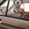 AMV DOGS hondenhalsband Referentie: COLLIERCHIENH26