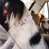 AMV DOGS hondenhalsband Referentie: COLLIERCHIENH26
