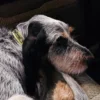 AMV DOGS hondenhalsband Referentie: COLLIERCHIENH26