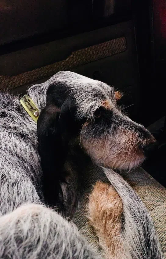 AMV DOGS hondenhalsband Referentie: COLLIERCHIENH26
