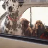 AMV DOGS hondenhalsband Referentie: COLLIERCHIENH26