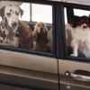 AMV DOGS hondenhalsband Referentie: COLLIERCHIENH26