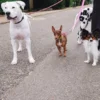 AMV DOGS hondenriem Referentie: LAISSECHIENH26
