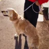 AMV DOGS hondenriem Referentie: LAISSECHIENH26