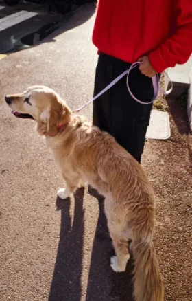 AMV DOGS hondenriem Referentie: LAISSECHIENH26