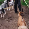 AMV DOGS hondenriem Referentie: LAISSECHIENH26