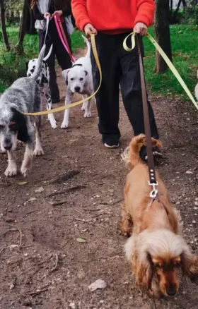AMV DOGS hondenriem Referentie: LAISSECHIENH26