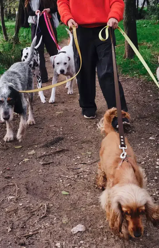 AMV DOGS hondenriem Referentie: LAISSECHIENH26