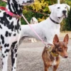 AMV DOGS hondenriem Referentie: LAISSECHIENH26
