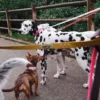 AMV DOGS hondenriem Referentie: LAISSECHIENH26