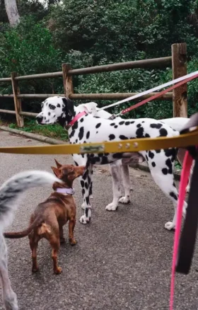 AMV DOGS hondenriem Referentie: LAISSECHIENH26