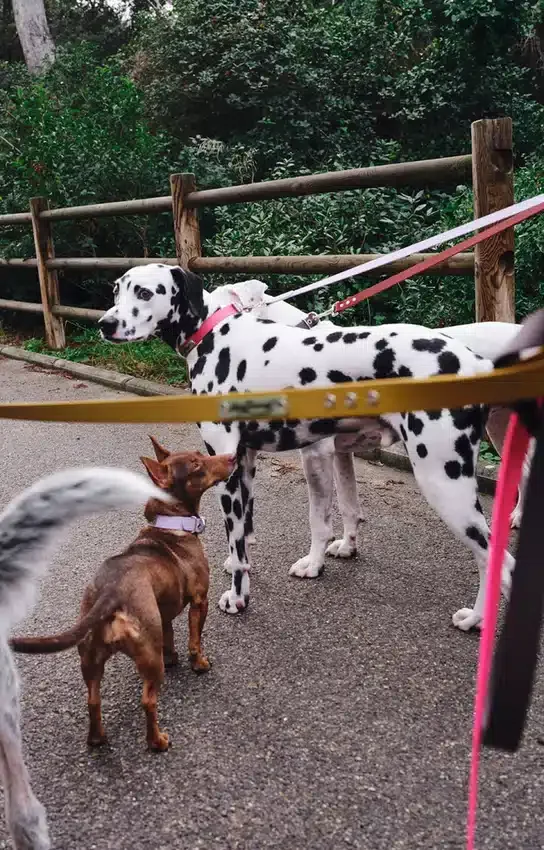 AMV DOGS hondenriem Referentie: LAISSECHIENH26