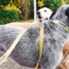 AMV DOGS hondenriem Referentie: LAISSECHIENH26