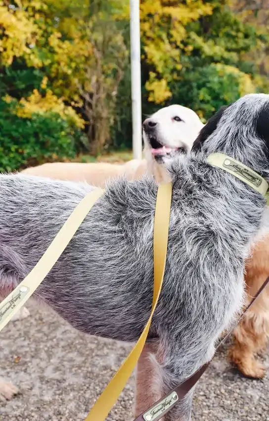 AMV DOGS hondenriem Referentie: LAISSECHIENH26