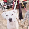 AMV DOGS hondenriem Referentie: LAISSECHIENH26