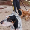 AMV DOGS hondenriem Referentie: LAISSECHIENH26