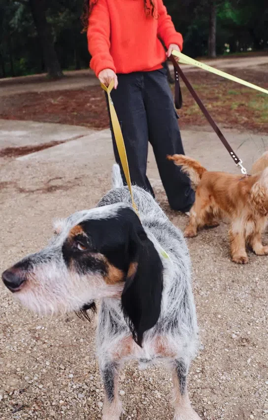 AMV DOGS hondenriem Referentie: LAISSECHIENH26