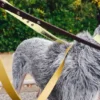 AMV DOGS hondenriem Referentie: LAISSECHIENH26
