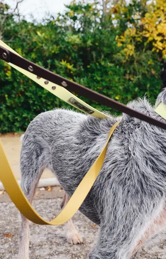 AMV DOGS hondenriem Referentie: LAISSECHIENH26